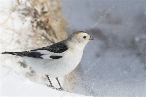 Male snow bunting - Stock Image - C021/1085 - Science Photo Library