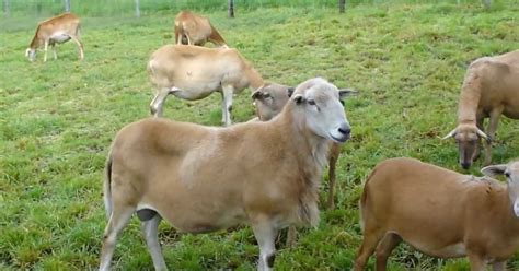 Pelibuey Sheep Facts, Size, Weight, Lifespan, Milk Production