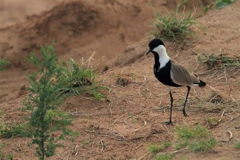 Samburu Birds - Samburu National Reserve