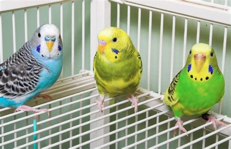 Top 4 birds to Adopt for Newbies