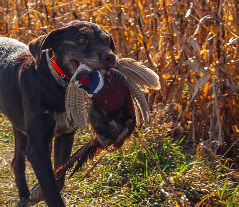 Puppy and Basic Gun Dog Training | Northern Plains Outfitters