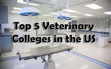 Top 5 Veterinary Colleges in the US | I Love Veterinary