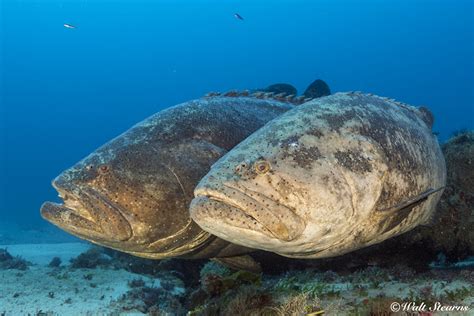 Two Species of Goliath Grouper - Underwater Journal