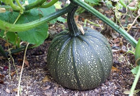 Types Of Squash: 23 Best Squash Varieties To Grow in Gardens