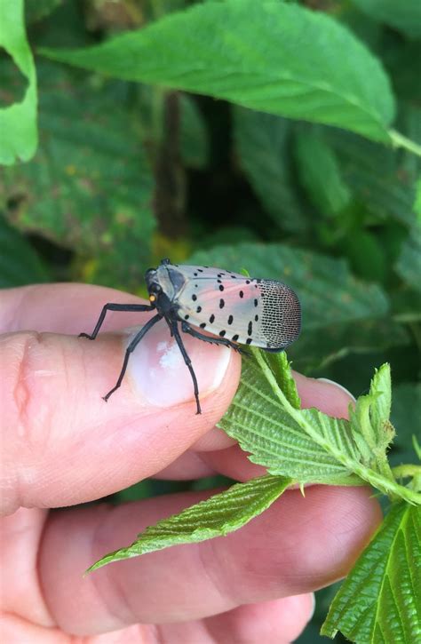 Spotted Lanternfly - Pike County Conservation District