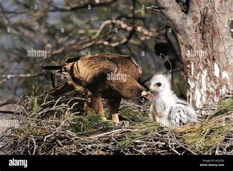 Booted eagle Hieraaetus pennatus female feeding chick at nest in pine woods Murcia Spain Stock ...