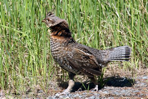 Ruffed Grouse | Montana, 2012 | Michael Woodruff | Flickr