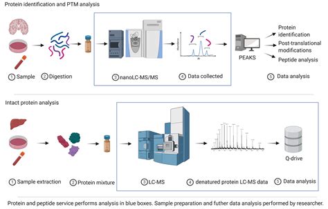 Proteomics Service | Mass Spectrometry Research Facility