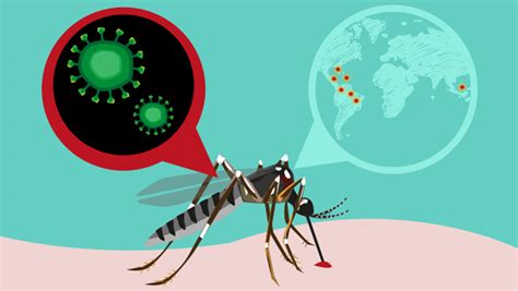 Research Impact: Accelerating Efforts to Contain and Prevent the Zika Virus (ZIKV) | J. Craig ...