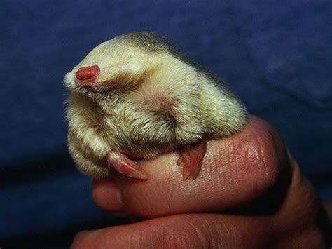 Golden Moles: Your New Terrifying Fluffball Overlords | Cute animals, Mole, Mammals