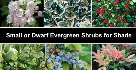 15 Small or Dwarf Evergreen Shrubs For Shade (With Pictures ...