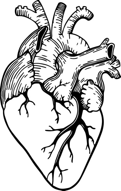 Anatomical Heart Drawing Outline