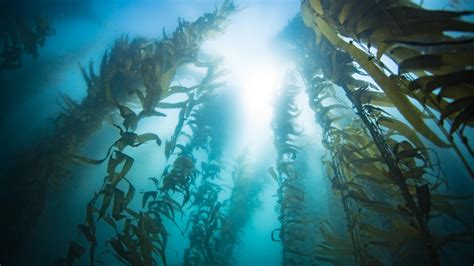 Kelp Forest_ PC California Sea Grant - Morro Bay National Estuary Program