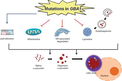 Figure 1 from Glucocerebrosidase, a new player changing the old rules in Lewy body diseases ...