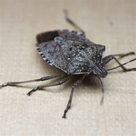 Pest Spotlight: Stink Bugs · ExtermPRO