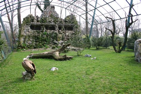 File:Zoo Zagreb-griffon vultures enclosure.jpg - Wikimedia Commons