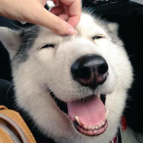 Pin by Darra Drummond on Smiling animals | Smiling animals, Dogs, Husky