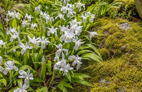 Iris cristata (dwarf crested iris) - Garden Tutor