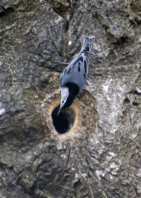 Not Bird brained, the White-breasted Nuthatch is Surprising - Ridge ...