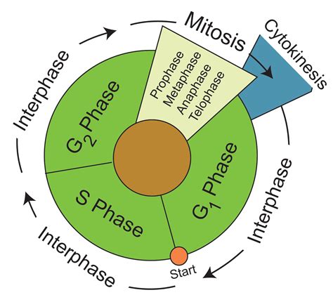 Understanding The Eukaryotic Cell Cycle Mini Review Bio Rad Cell - Riset