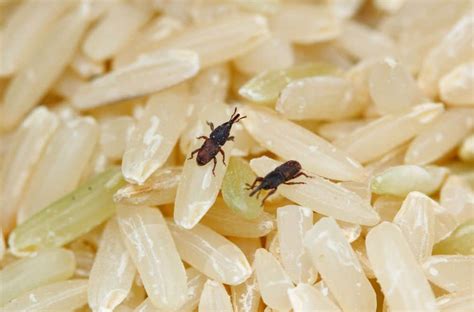 How to Get Rid of Rice Weevils? (Identify, Lifecycle & Control)