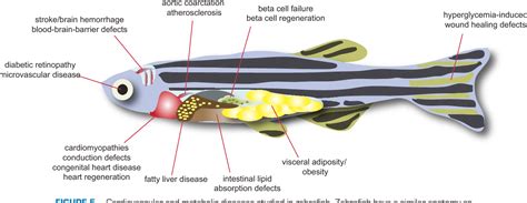 Figure 5 from LITTLE FISH, BIG DATA: ZEBRAFISH AS A MODEL FOR CARDIOVASCULAR AND METABOLIC ...