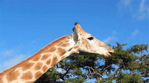 Giraffe feeding on Acacia Tree - Filmed by Greg Morgan - YouTube