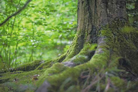 News: Tree Canada Plants 83 Million Trees and Counting