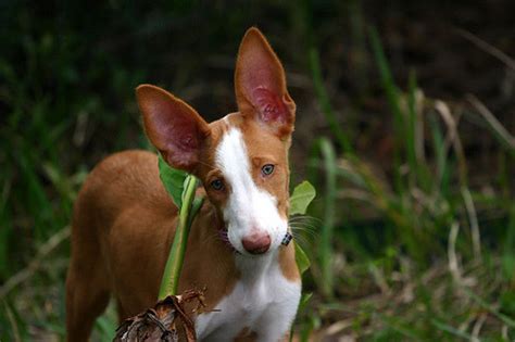 An Entirely Healthy Obsession, Sighthound puppies. Destroyers of worlds.