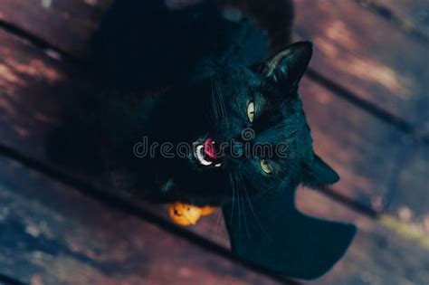 Black Cat with Bat Wings Growling Stock Photo - Image of animal, halloween: 265590296