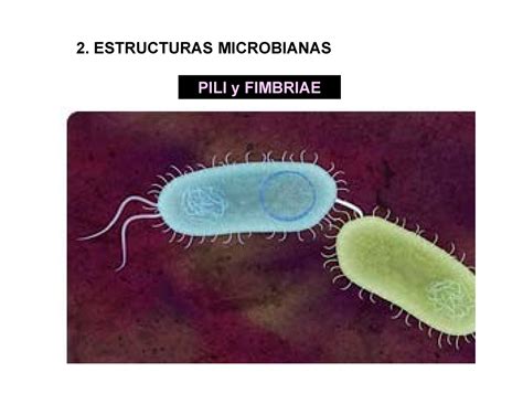 Pili y Fimbriae - material de estudio de pili y fimbrias bacterianas ...