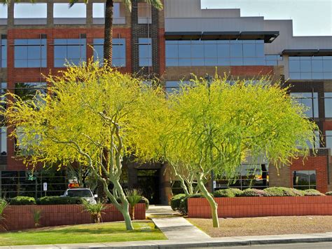 Phoenix Daily Photo: More Palo Verde Trees