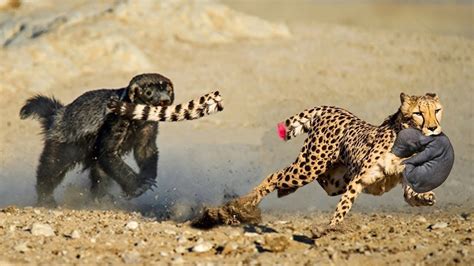 OMG! Honey Badger Bit off Leopard's Tail When it Tried Attack Baby ...