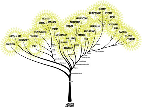 Why that popular evolution of man chart is all wrong — Quartz