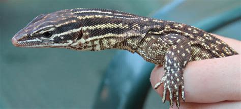 Milking goannas for genetic rescue