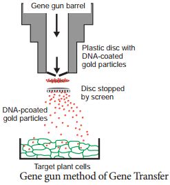 Methods Of Gene Transfer