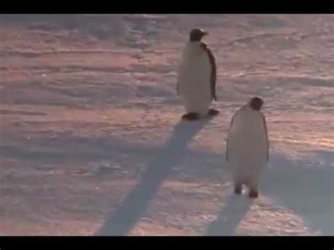 funny penguin walking like a boss | JUSTWATCH - YouTube