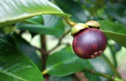 Cara Menanam Pohon Manggis di Pekarangan Rumah - Mediatani