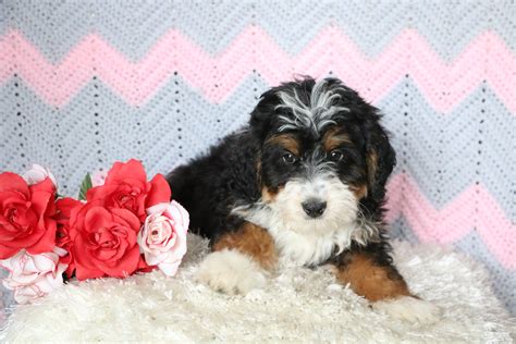 Mini Bernedoodle Puppy For Sale Mansfield, OH Male- Fluffy – AC Puppies LLC