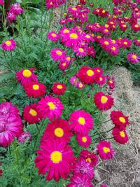 1/2 g Painted Daisy seeds, Chrysanthemum coccineum, ~100 Pyrethrum Daisy