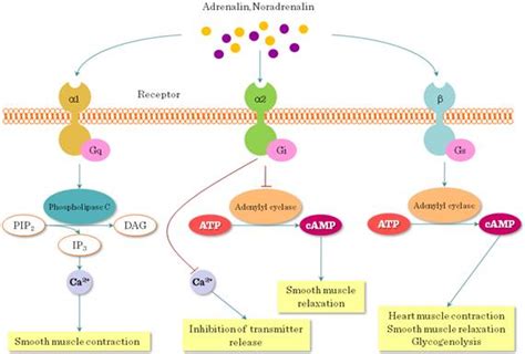 G Protein-Coupled Receptors (GPCR) - Pharmacology - Medbullets Step 1