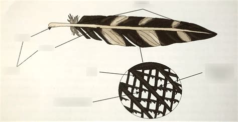 Figure 16.4 - Structure of a Feather Diagram | Quizlet