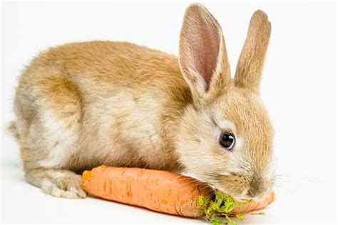 What Do Pet Rabbits Eat? How to Feed Your Bunny » Petsoid