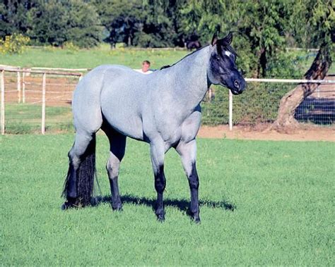 Beautiful Blue Roan...My Final Notice Blue roan Blue-roan Equestrian Arabian horses Wild horses ...