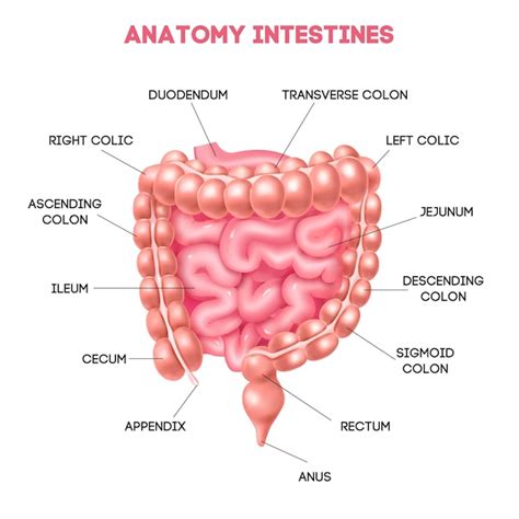 Free Vector | Human intestine anatomy diagram with duodenum ileum cecum ...