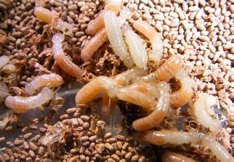 How drywood and subterranean termites differ - Termite Web