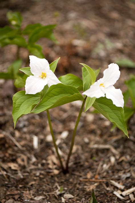 Trillium and Other Native Beauties - Plant Talk