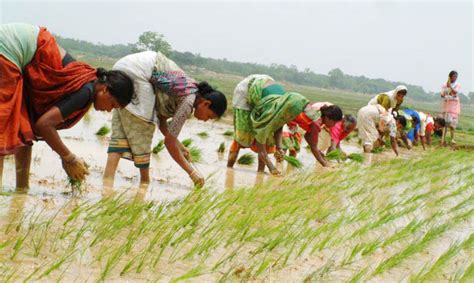 Bihar sets joint project with BARC for treating Seeds using Nuclear Technology | Biharprabha News