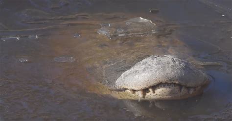 'Frozen' Alligators Ride Out Frigid Temperatures Beneath The Ice | HuffPost