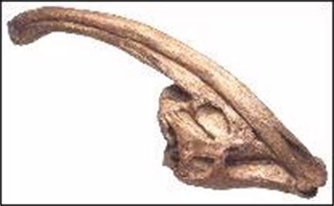 Parasaurolophus - dinosaurs, fossil finds and information